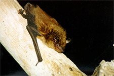 Bat Removal in APEX : Bat Removal APEX North Carolina