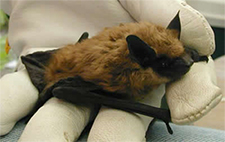 Bat Removal in APEX : Bat Removal APEX North Carolina