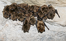 Bat Removal in APEX : Bat Removal APEX North Carolina