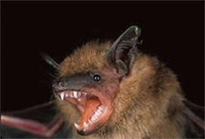 Bat Removal in APEX : Bat Removal APEX North Carolina