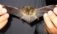 Bat Removal in APEX : Bat Removal APEX North Carolina