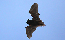 Bat Removal in APEX : Bat Removal APEX North Carolina