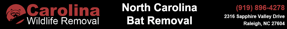 Bat Removal in APEX : Bat Removal APEX North Carolina
