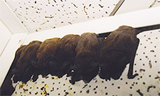 Bat Removal in KNIGHTDALE : Bat Removal KNIGHTDALE North Carolina