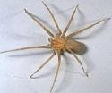 brown recluse spider