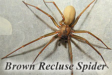 Black Widow Spider in HENDERSON: Black Widow  Spider HENDERSON Nevada