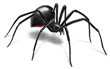 Black Widow Spider in HENDERSON: Black Widow  Spider HENDERSON Nevada