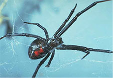 Black Widow Spider in HENDERSON: Black Widow  Spider HENDERSON Nevada