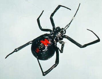 Black Widow Spider in HENDERSON: Black Widow  Spider HENDERSON Nevada