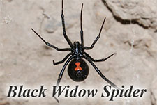 Black Widow Spider in HENDERSON: Black Widow  Spider HENDERSON Nevada