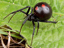 Black Widow Spider in HENDERSON: Black Widow  Spider HENDERSON Nevada