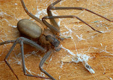 Black Widow Spider in LAS VEGAS: Black Widow  Spider LAS VEGAS Nevada