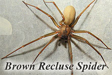 Black Widow Spider in LAS VEGAS: Black Widow  Spider LAS VEGAS Nevada