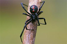 Black Widow Spider in LAS VEGAS: Black Widow  Spider LAS VEGAS Nevada