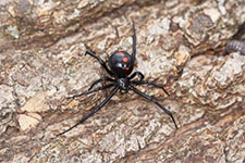 Black Widow Spider in LAS VEGAS: Black Widow  Spider LAS VEGAS Nevada