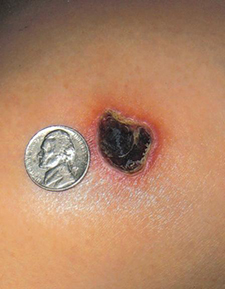 Black Widow Spider in LAS VEGAS: Black Widow  Spider LAS VEGAS Nevada
