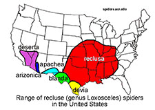 Black Widow Spider in LAS VEGAS: Black Widow  Spider LAS VEGAS Nevada