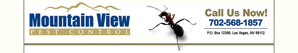 Black Widown Spider in LAS VEGAS nevada: Black Widow Spider LAS VEGAS Nevada