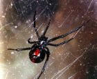 brown recluse spider