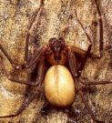 brown recluse spider