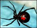 brownreclusespider9