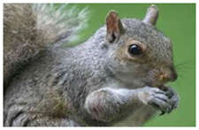 Exterminator in BOULDER CITY: Exterminator BOULDER CITY Nevada