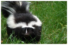 Exterminator in BOULDER CITY: Exterminator BOULDER CITY Nevada