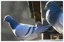 Exterminator in BOULDER CITY: Exterminator BOULDER CITY Nevada