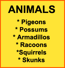 Exterminator in BOULDER CITY: Exterminator BOULDER CITY Nevada