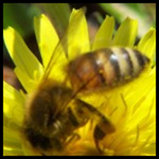 Exterminator in BOULDER CITY: Exterminator BOULDER CITY Nevada
