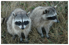 Exterminator in LAS VEGAS: Exterminator LAS VEGAS Nevada