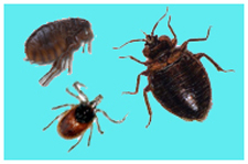 Exterminator in NORTH LAS VEGAS: Exterminator NORTH LAS VEGAS Nevada
