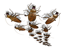 Exterminator in NORTH LAS VEGAS: Exterminator NORTH LAS VEGAS Nevada