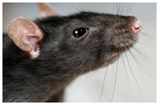 Exterminator in NORTH LAS VEGAS: Exterminator NORTH LAS VEGAS Nevada