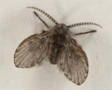 Exterminator in NORTH LAS VEGAS: Exterminator NORTH LAS VEGAS Nevada