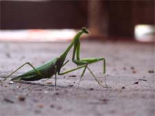 Exterminator in NORTH LAS VEGAS: Exterminator NORTH LAS VEGAS Nevada