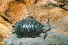 Exterminator in NORTH LAS VEGAS: Exterminator NORTH LAS VEGAS Nevada