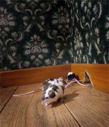 Exterminator in NORTH LAS VEGAS: Exterminator NORTH LAS VEGAS Nevada