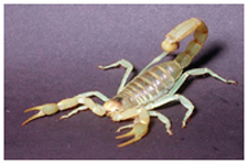 Exterminator in NORTH LAS VEGAS: Exterminator NORTH LAS VEGAS Nevada