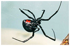 Exterminator in NORTH LAS VEGAS: Exterminator NORTH LAS VEGAS Nevada