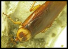 Exterminator in NORTH LAS VEGAS: Exterminator NORTH LAS VEGAS Nevada