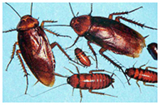 Exterminator in NORTH LAS VEGAS: Exterminator NORTH LAS VEGAS Nevada