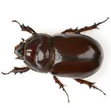 Exterminator in NORTH LAS VEGAS: Exterminator NORTH LAS VEGAS Nevada