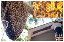 Exterminator in NORTH LAS VEGAS: Exterminator NORTH LAS VEGAS Nevada