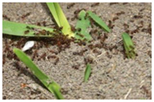 Exterminator in NORTH LAS VEGAS: Exterminator NORTH LAS VEGAS Nevada
