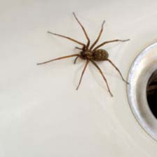 Exterminator in NORTH LAS VEGAS: Exterminator NORTH LAS VEGAS Nevada