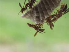 Exterminator in NORTH LAS VEGAS: Exterminator NORTH LAS VEGAS Nevada