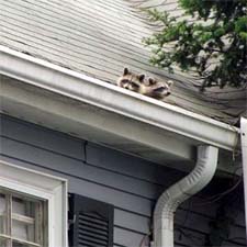 Exterminator in NORTH LAS VEGAS: Exterminator NORTH LAS VEGAS Nevada