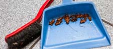 Exterminator in NORTH LAS VEGAS: Exterminator NORTH LAS VEGAS Nevada
