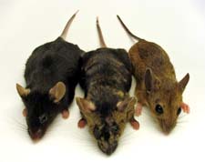 Exterminator in NORTH LAS VEGAS: Exterminator NORTH LAS VEGAS Nevada